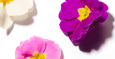 DAS GROSSE SCHÖNHEITS-ABC